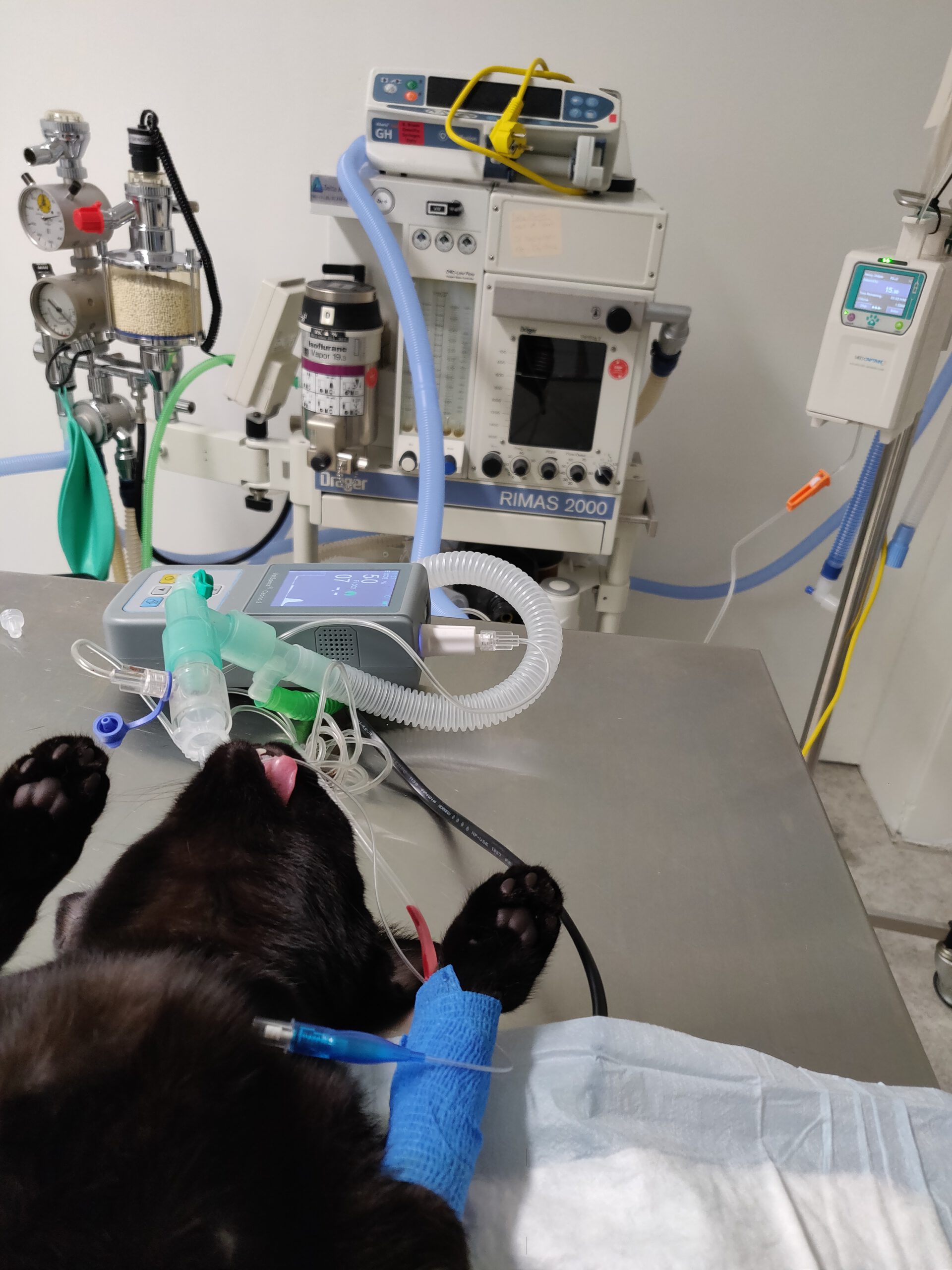 Anesthesie opsteling kat