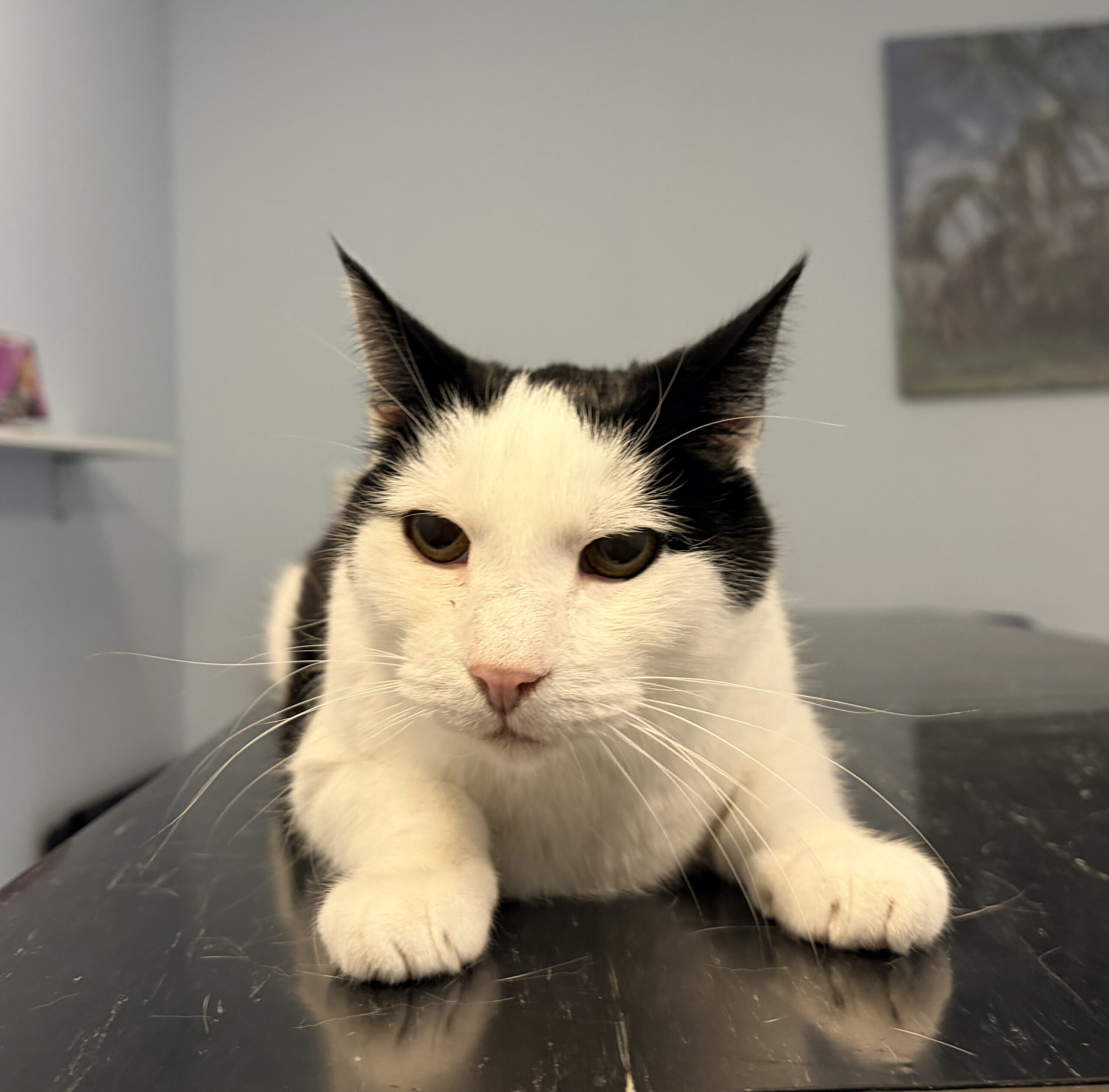Senioren consult kat